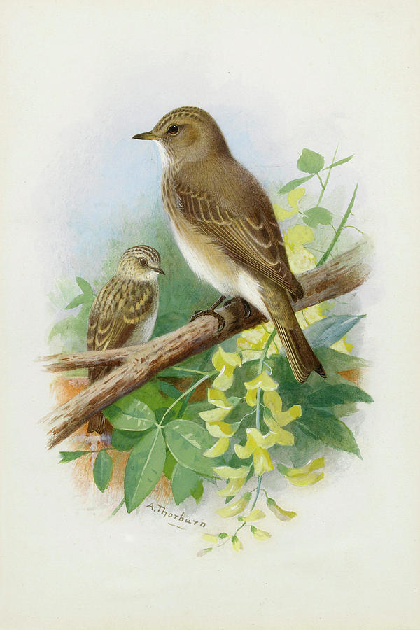 Spotted Flycatchers by Thorburn Mixed Media by Movie Poster Prints
