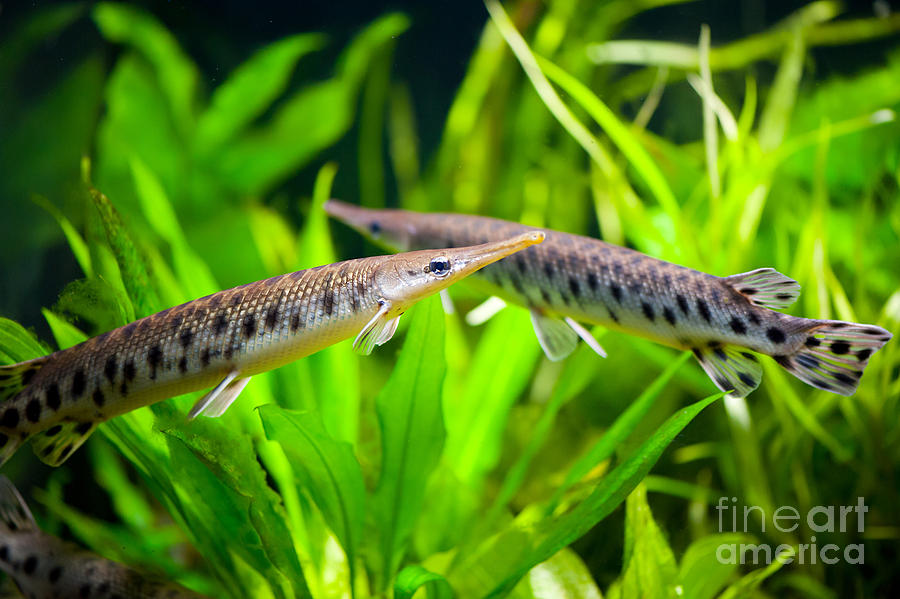 Spotted gar aquarium fishes couple Photograph by Arletta Cwalina