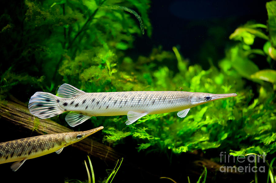 Spotted gar aquarium fishes pair Photograph by Arletta Cwalina Pixels