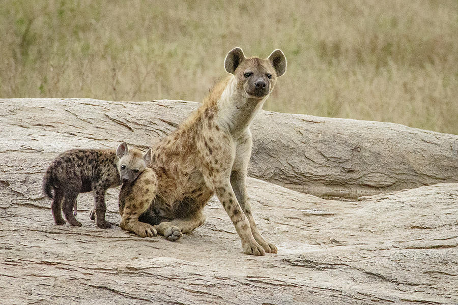 Spotted Hyena and Loving Cub Photograph by Janis Knight