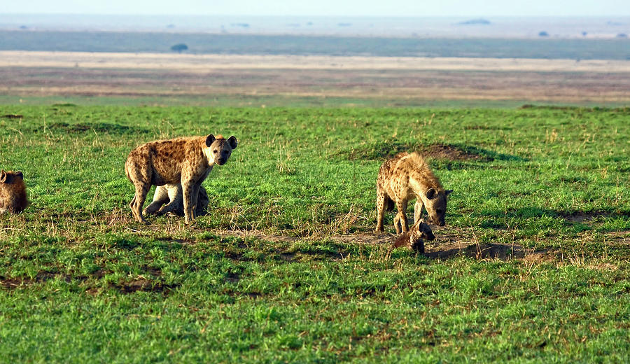 Spotted Hyenas Photograph by Sally Weigand