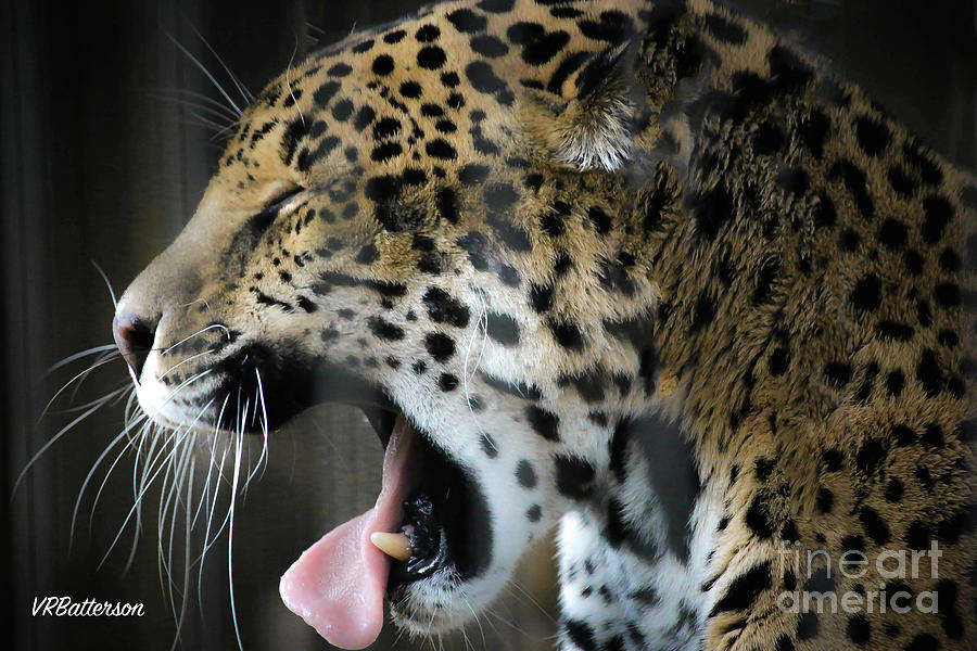 Spotted Jaguar Memphis Zoo Photograph by Veronica Batterson