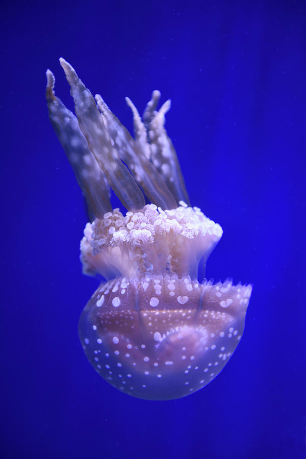 Spotted Jelly against a blue background in a aquarium Photograph by Reimar Gaertner