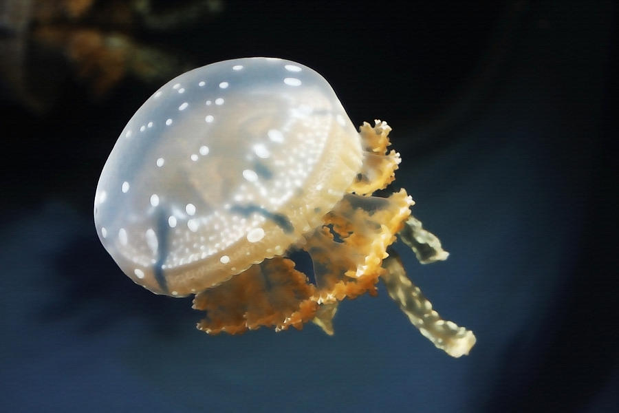 Spotted Jelly Photograph by Art Block Collections