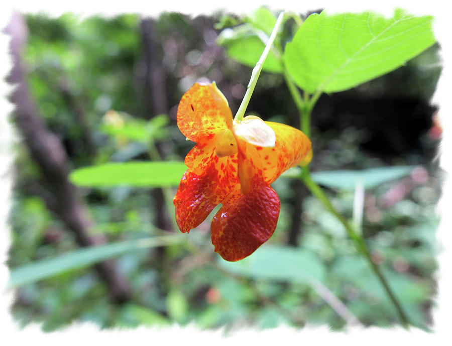 Spotted Jewelweed Photograph by Scott Kingery
