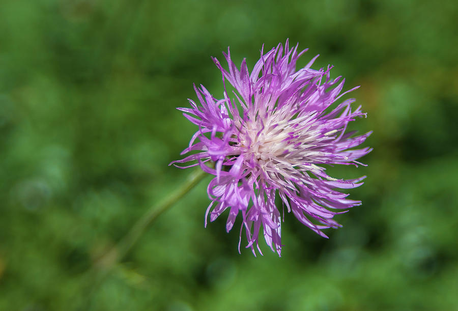 Spotted Knapweed  Photograph by Rick Mosher