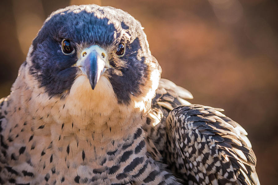 Falcon Photograph - Spotted by Kristopher Schoenleber