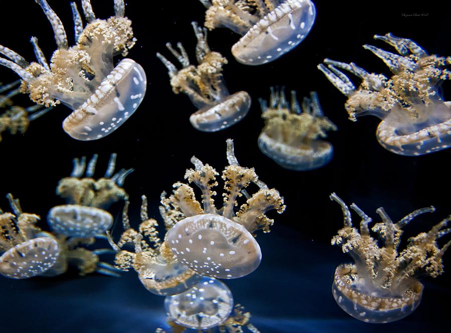 Spotted Lagoon Jellies Photograph by Suzanne Stout