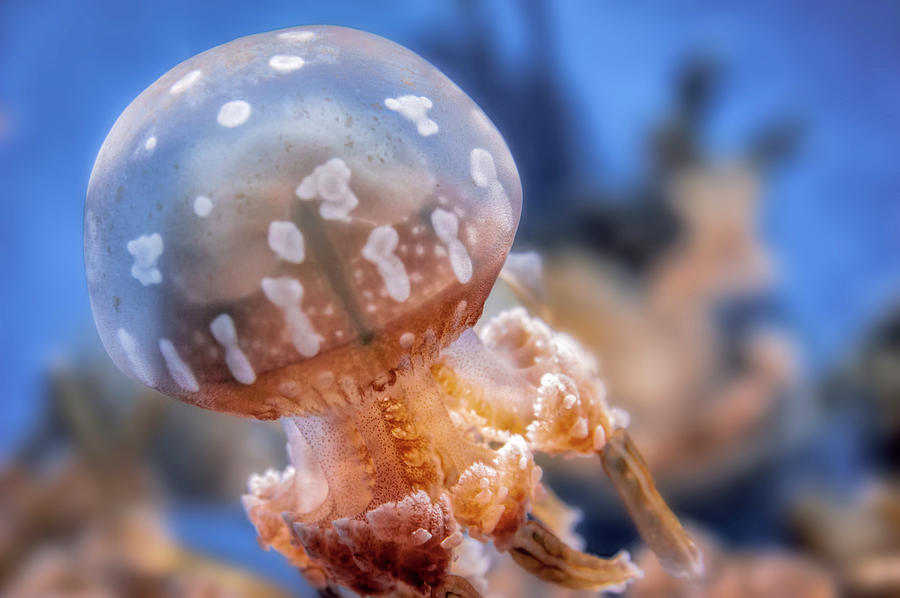 Spotted Lagoon Jellyfish Photograph by Anthony Citro