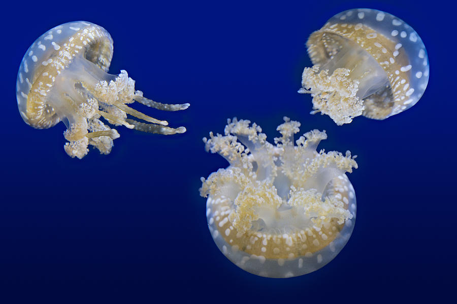 Spotted Lagoon Jellyfishes Photograph by Susan Candelario
