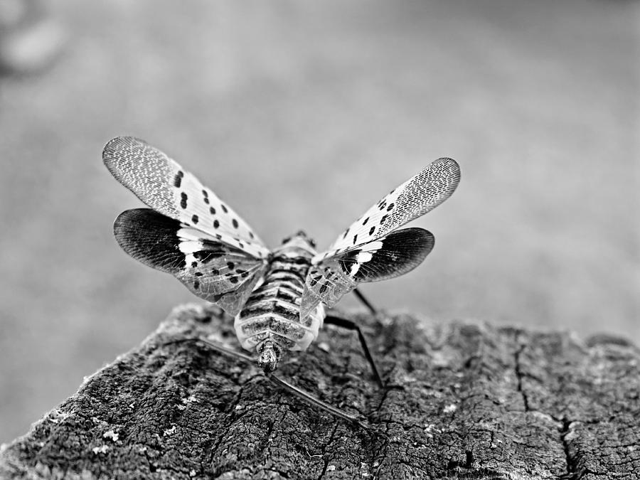 Spotted Lantern Fly Photograph by Dark Whimsy