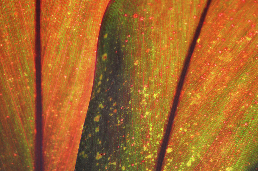 Spotted Leaf Texture Photograph by Kyle Hanson