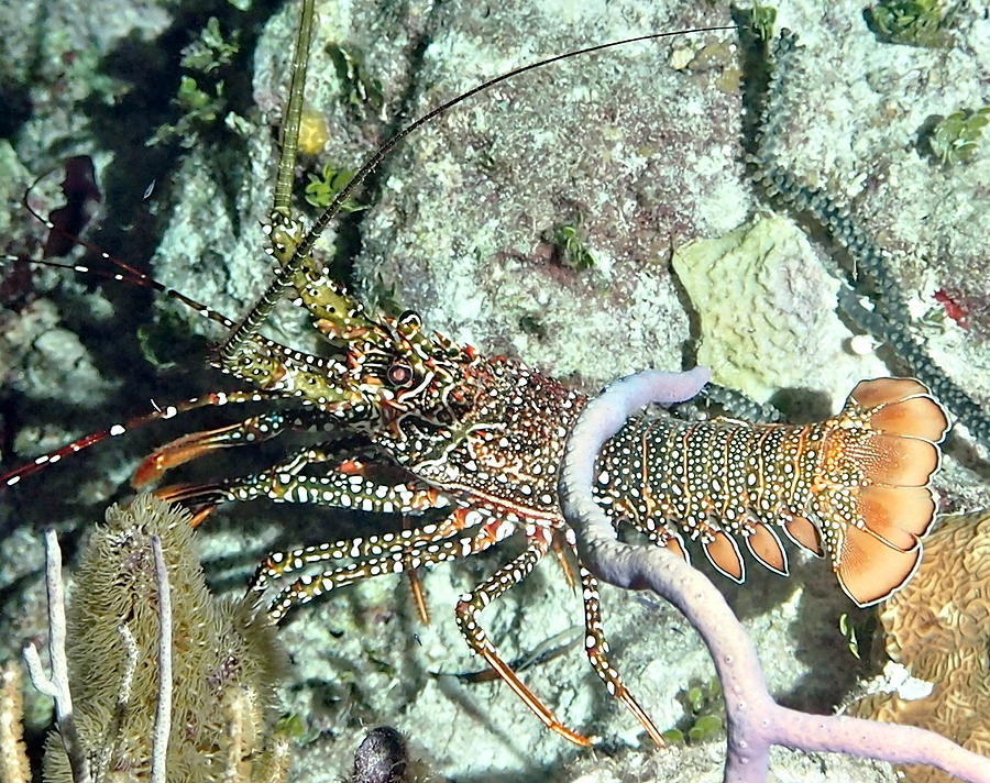 Spotted Lobster at night Photograph by Amy McDaniel