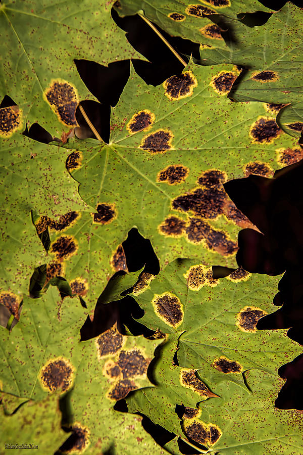 Spotted Maple Photograph by LeeAnn McLaneGoetz McLaneGoetzStudioLLCcom ...