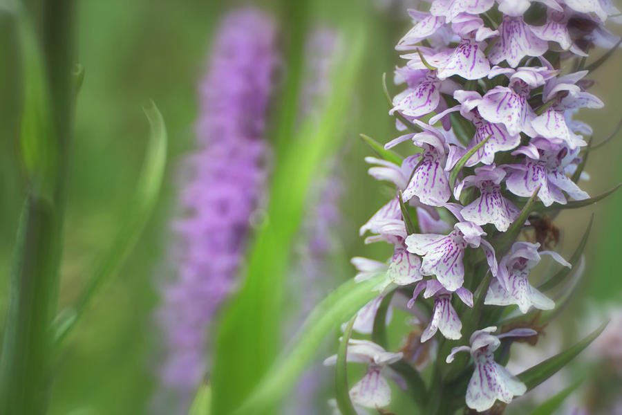 Spotted moor orchid detail Photograph by Dirk Ercken