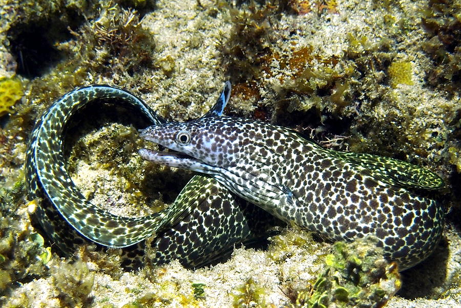 Spotted Moray Eel Photograph by Amy McDaniel