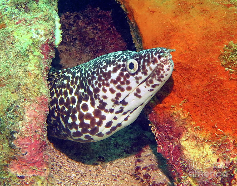 Spotted Moray Eel Photograph by Daryl Duda