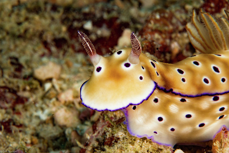 Spotted Nudibranch Photograph by Dan Norton - Fine Art America