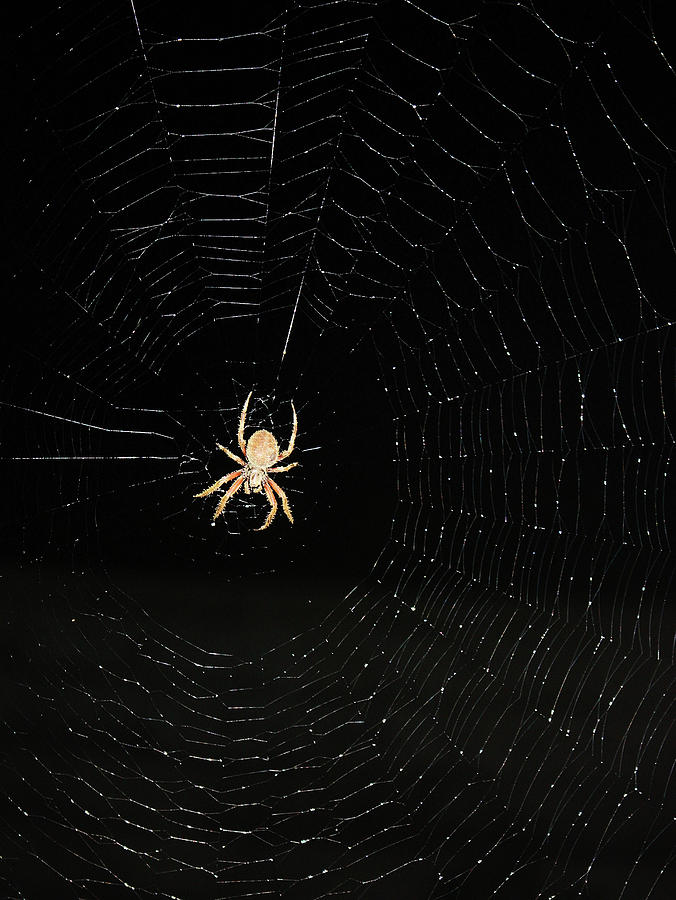 Spotted Orbweaver Photograph by Kristin Elmquist