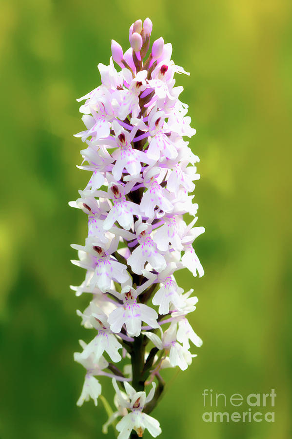 Spotted Orchid Photograph by Stephen Melia