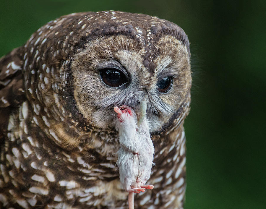 Spotted Owl and Dinner Photograph by Greg Nyquist