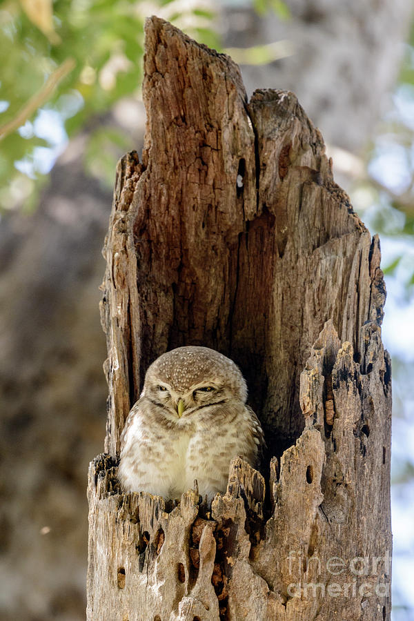 Spotted Owlet Photograph by Werner Padarin