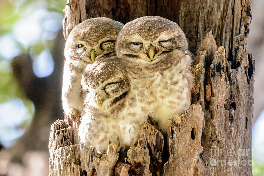 Spotted Owlets Photograph by Werner Padarin