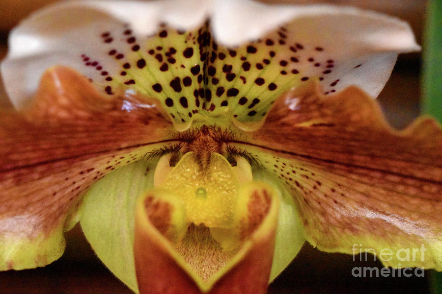 Spotted Paphiopedilum Orchid 2  Photograph by Nancy Mueller