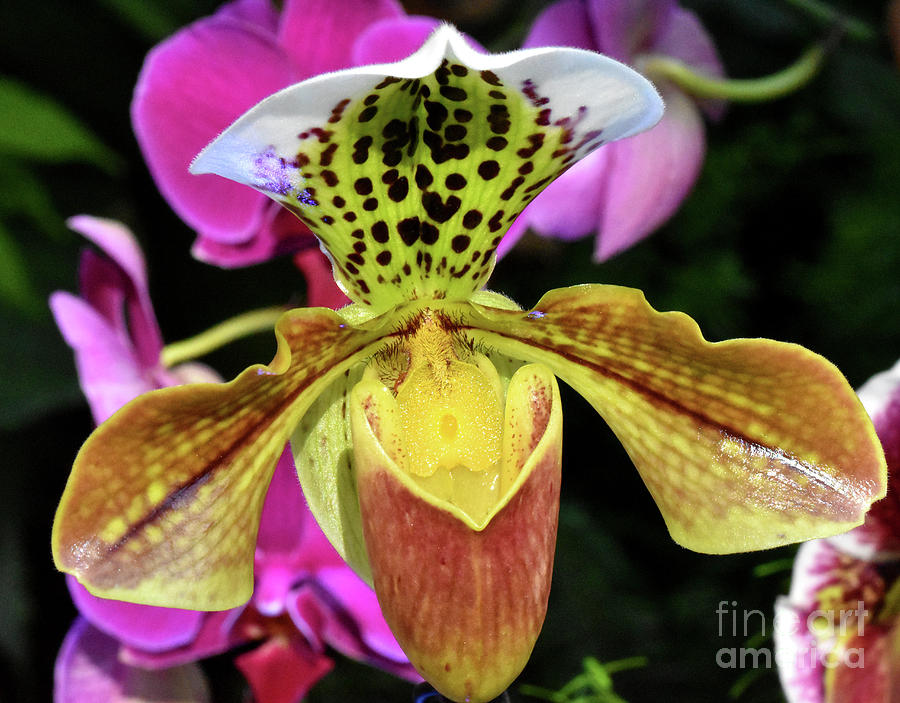 Spotted Paphiopedilum Orchid  Photograph by Nancy Mueller