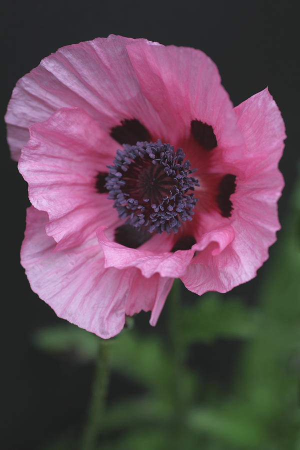 Poppy Photograph - Spotted Pink Poppy by Tammy Pool
