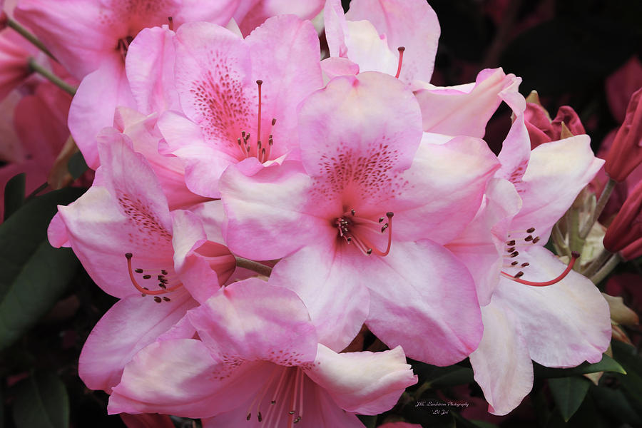 Nature Photograph - Spotted Pink Rhoddies by Jeanette C Landstrom