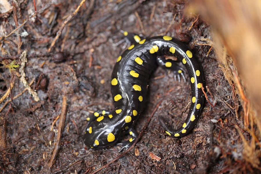 Spotted Salamander Under Log Photograph by David Hand