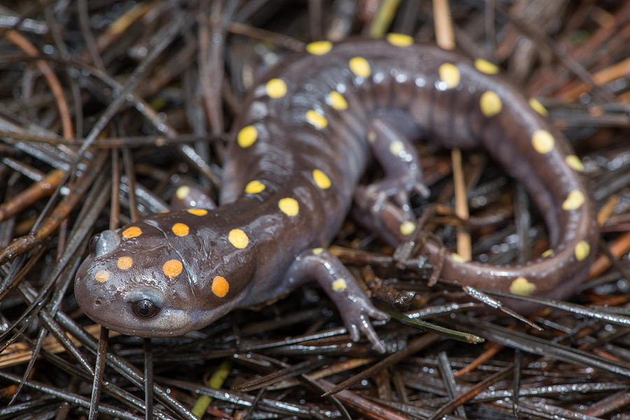 Salamander Photograph - Spotted Salamander by Derek Thornton