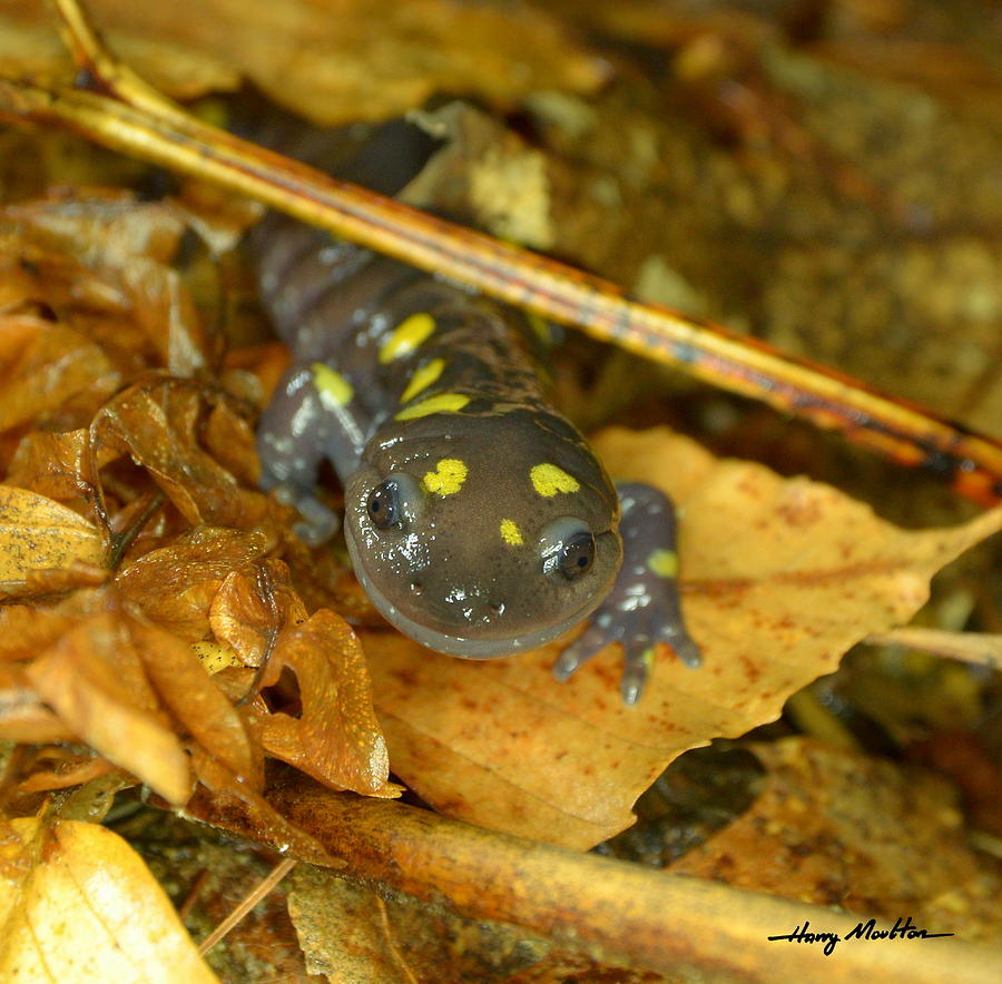 Spotted Salamander Photograph by Harry Moulton