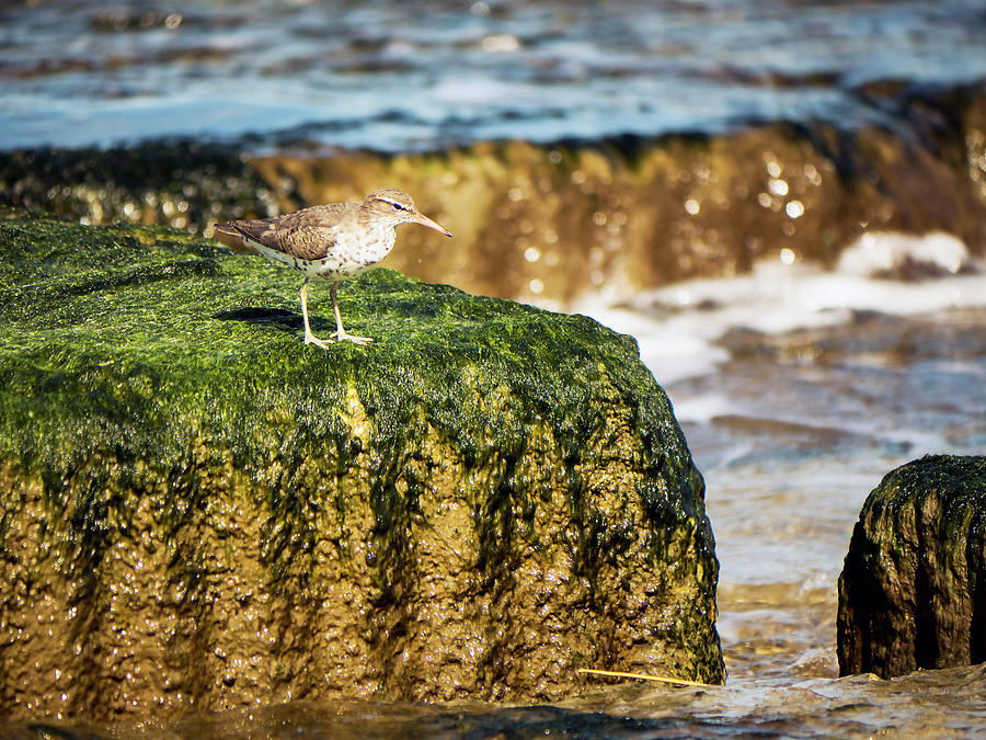 Spotted Sandpiper 2 Photograph