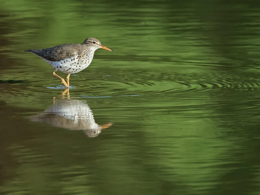 Spotted Sandpiper 8138-050118-1cr Photograph by Tam Ryan
