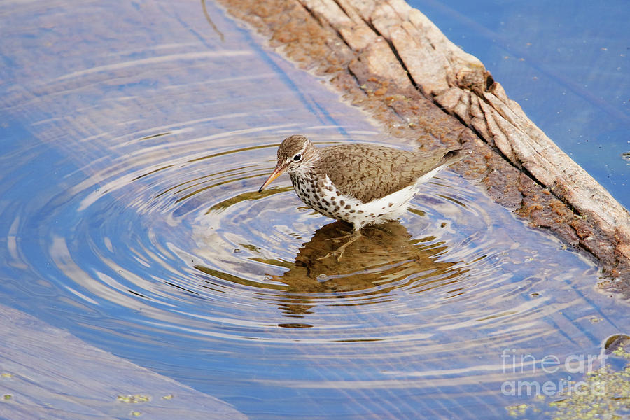 Spotted Sandpiper Photograph by Alyce Taylor