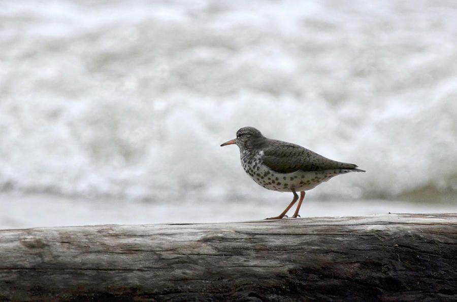 Spotted Sandpiper Photograph by Ann Bridges