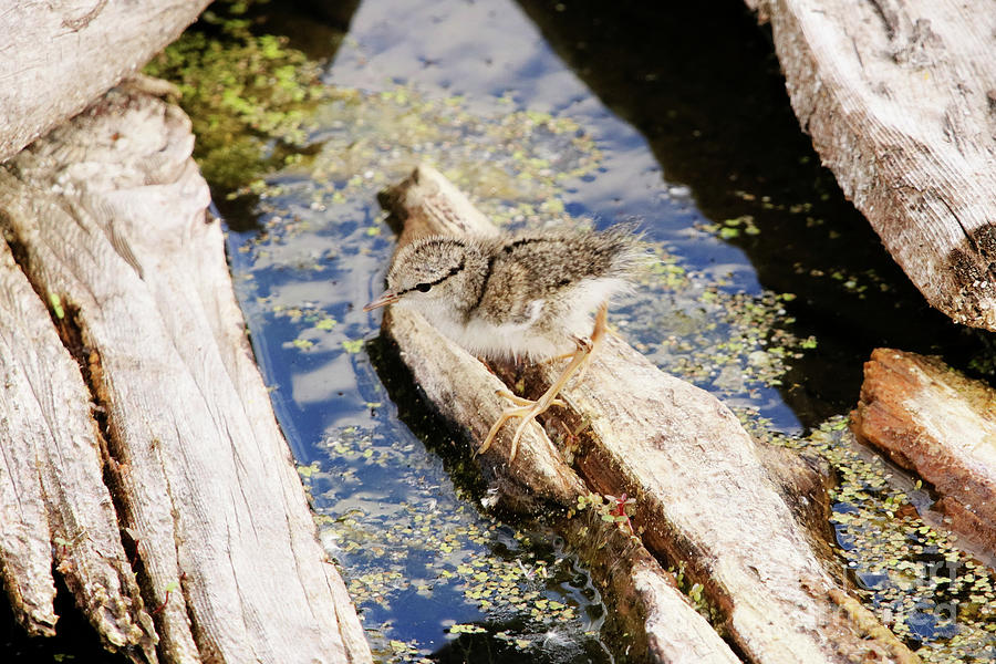 Spotted Sandpiper Chick Photograph by Alyce Taylor
