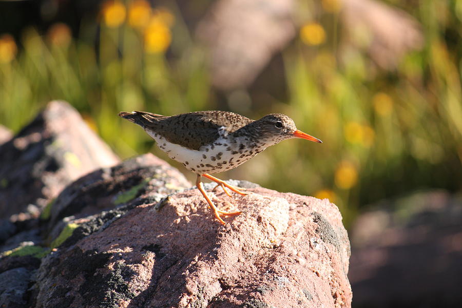 Bird Photograph - Spotted Sandpiper by Dee Johnson