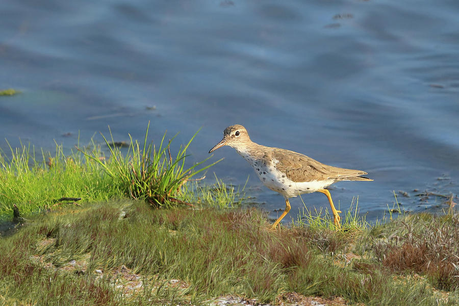 Sandpiper Photograph - Spotted Sandpiper by Donna Kennedy