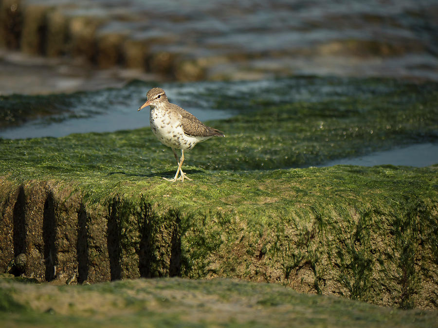 Spotted Sandpiper Photograph by Jerry Connally