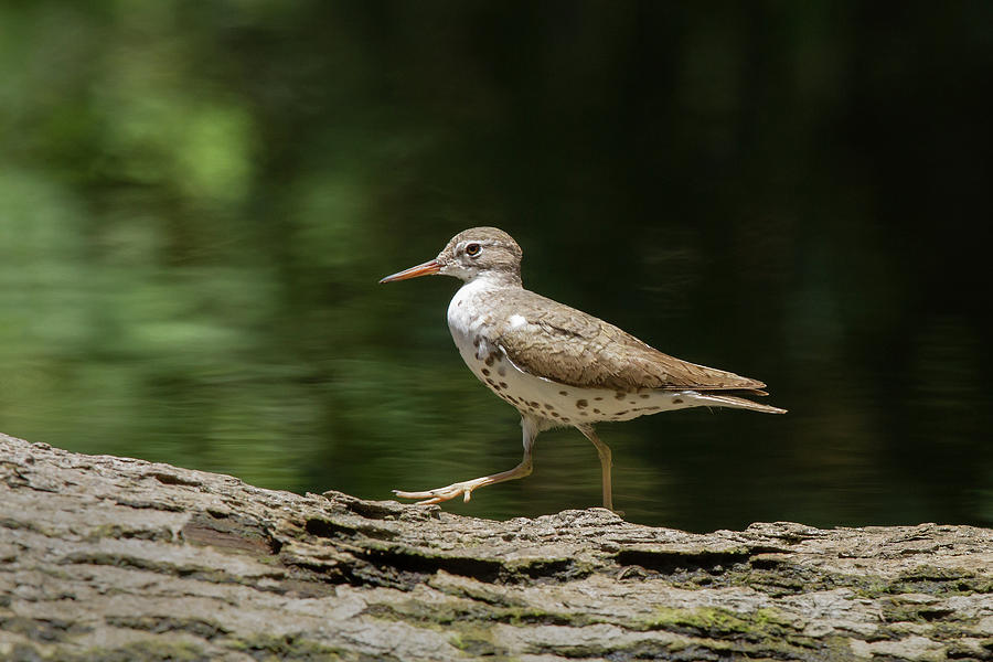 Spotted Sandpiper Photograph by Paul Rebmann