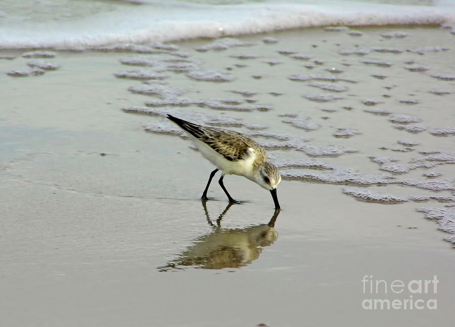 Spotted Sandpiper Reflection Photograph by D Hackett