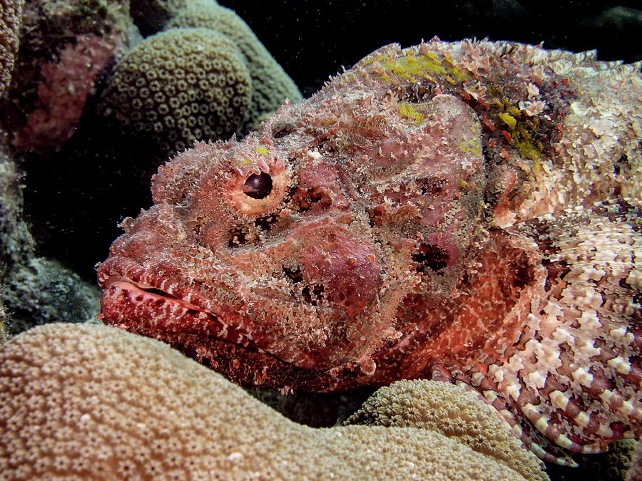 Spotted Scorpion Fish Photograph by Jean Noren
