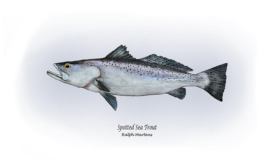 Fish Painting - Spotted Sea Trout by Ralph Martens