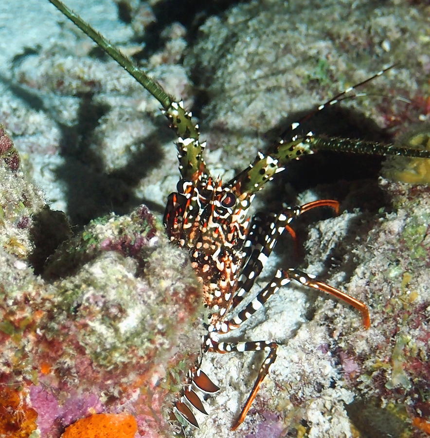 Spotted Spiny Lobster Photograph by Amy McDaniel