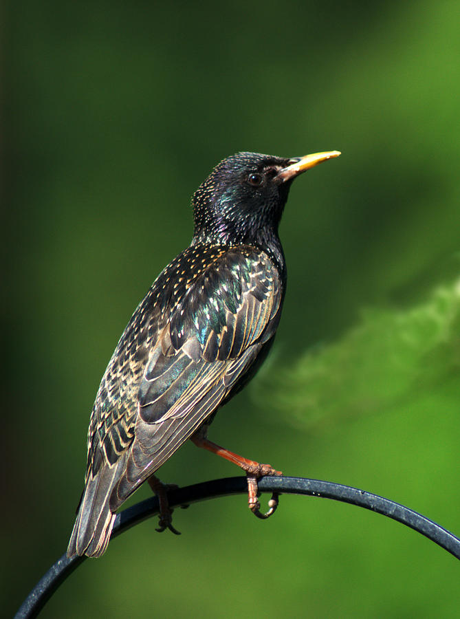 Spotted Starling Photograph by Chris Day