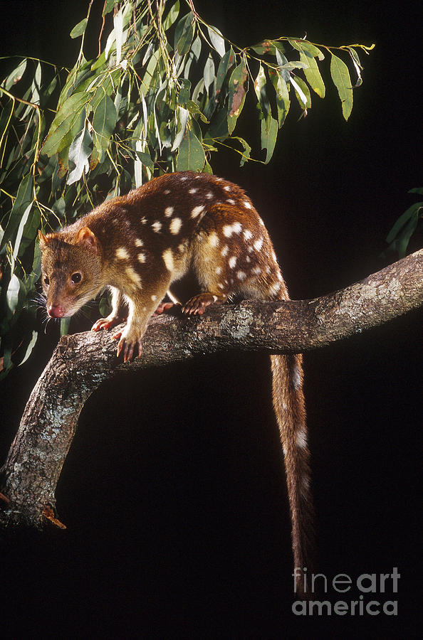 Spotted-tailed Quoll Photograph by B. G. Thomson