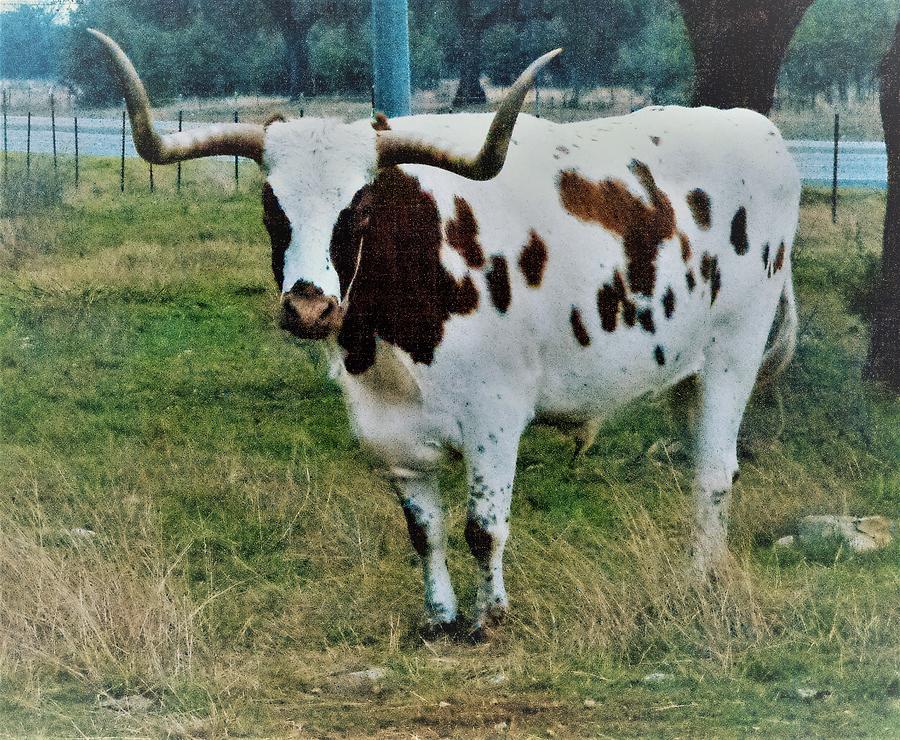 spotted  Texas Long Horn bull Photograph